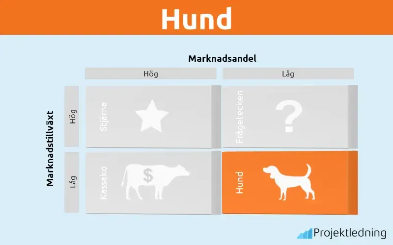 Boston matrisen hund