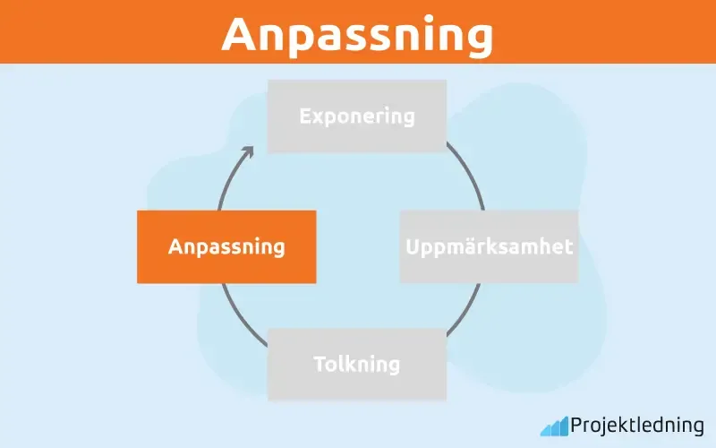 Anpassning perception